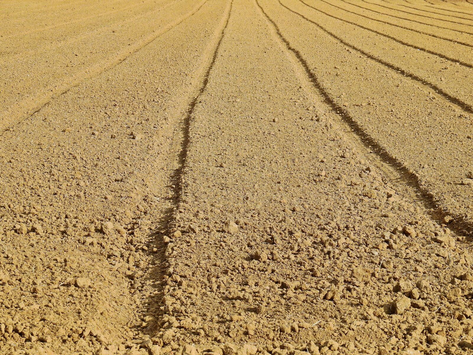 Nikon Coolpix P900 sample photo. Field, arable, agriculture photography