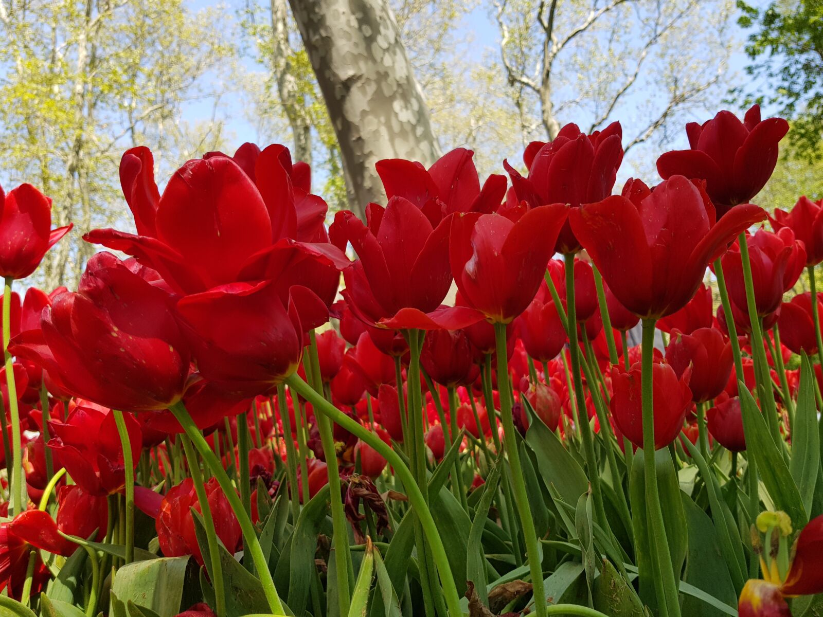 Samsung Galaxy S8 sample photo. Tulip, flower, garden photography