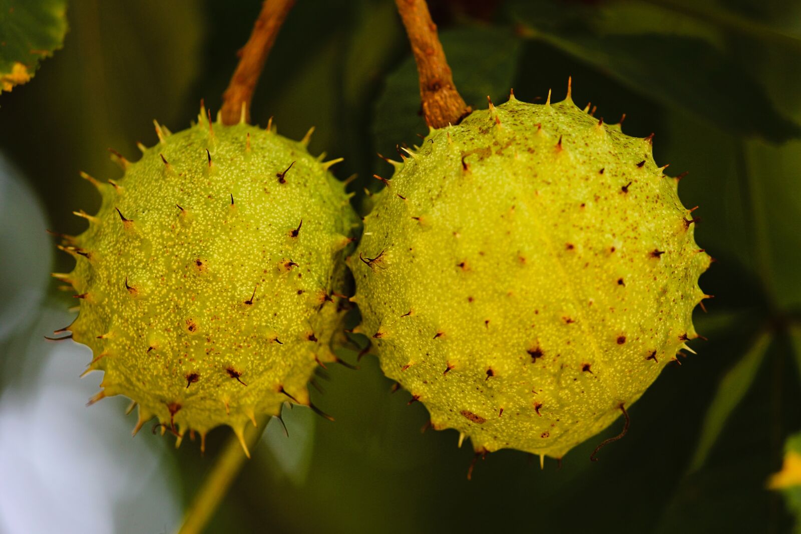 Canon EOS 1100D (EOS Rebel T3 / EOS Kiss X50) sample photo. Chestnut, prickly, immature photography