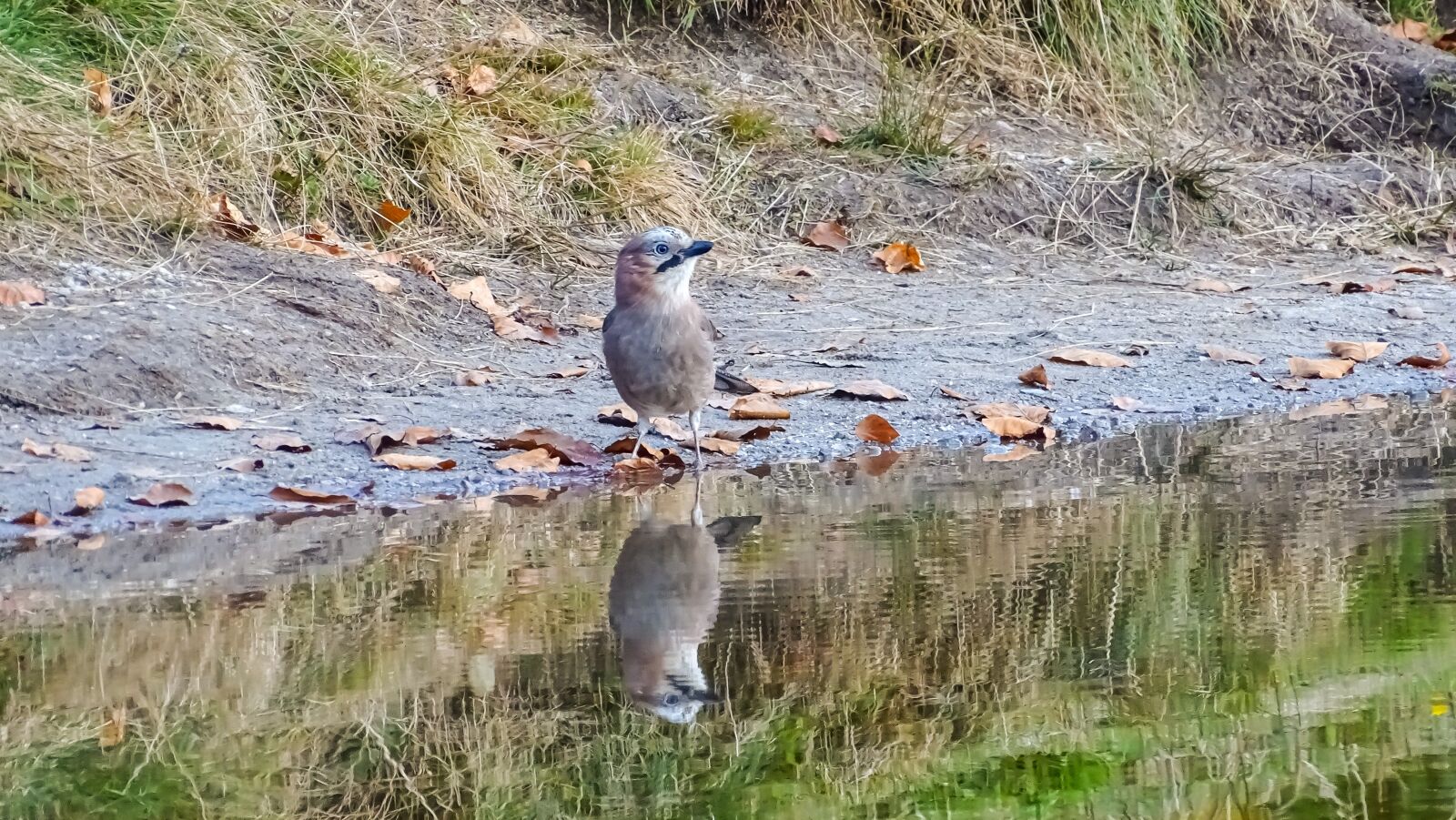 Sony Cyber-shot DSC-HX350 sample photo. Matthias bird, lake, leaves photography