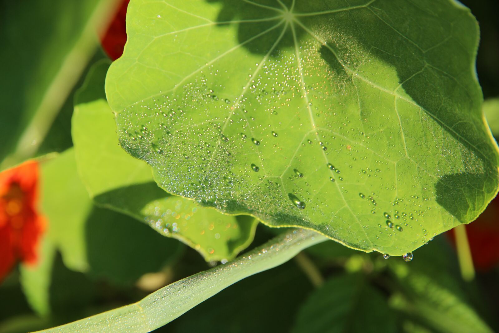 Canon EOS 650D (EOS Rebel T4i / EOS Kiss X6i) sample photo. Nasturtium, sheet, green photography