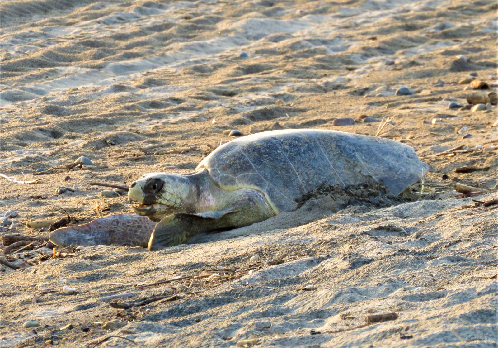Canon PowerShot SX60 HS sample photo. Seaturtle, turtle, tortoise photography