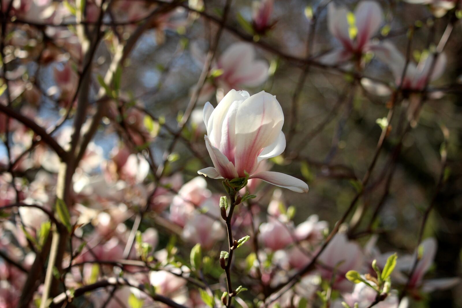 Canon EF-S 55-250mm F4-5.6 IS STM sample photo. Magnolie, tulpenbaum, frühling photography