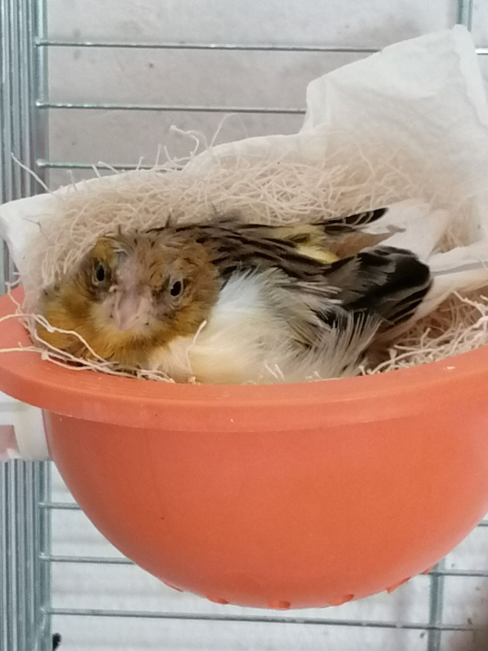 HUAWEI P30 LITE sample photo. Kanrienvogel, breed, hen photography