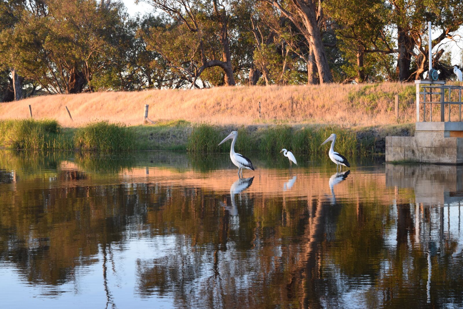 Nikon D3300 sample photo. Pelican, birds, avian photography