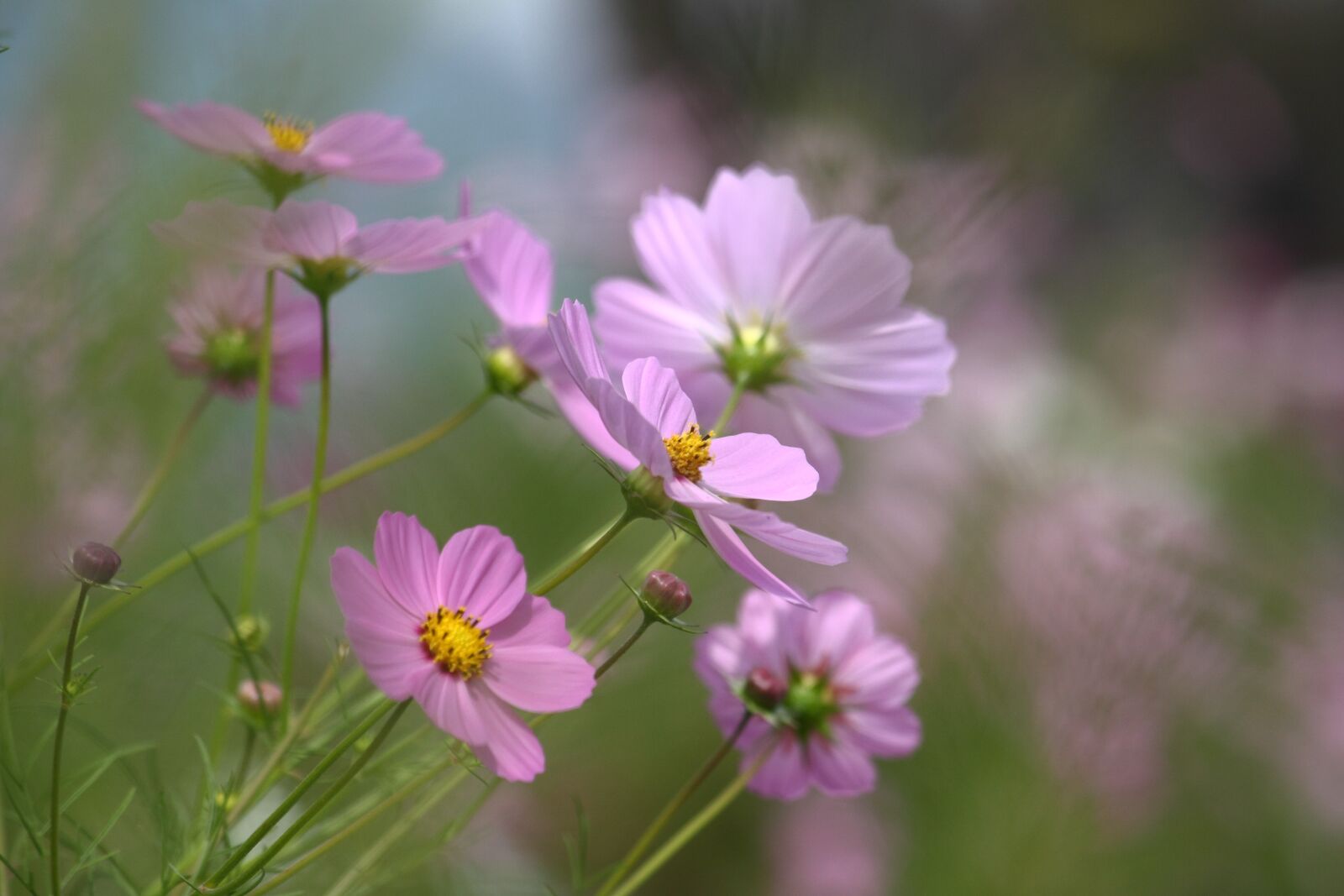 Canon EOS 50D sample photo. Nature, flowers, plants photography