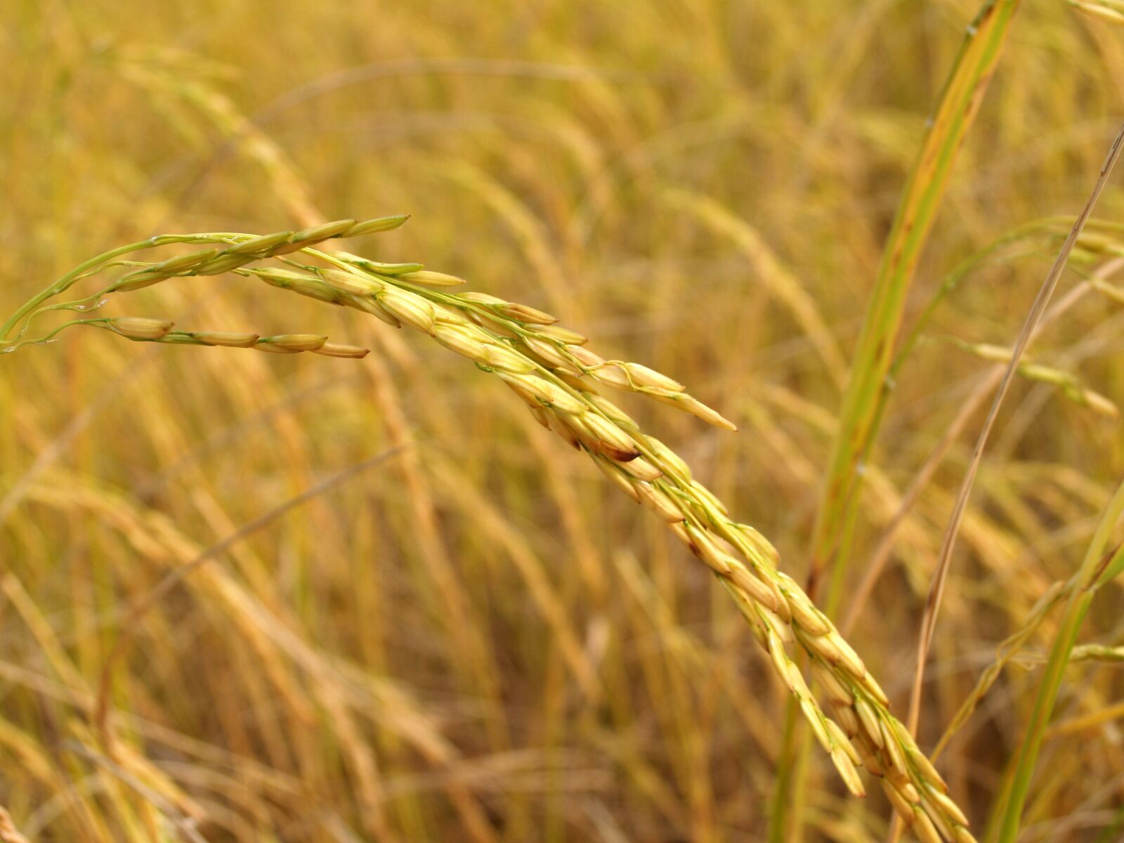 Olympus E-300 (EVOLT E-300) sample photo. Agriculture, asia, autumn photography