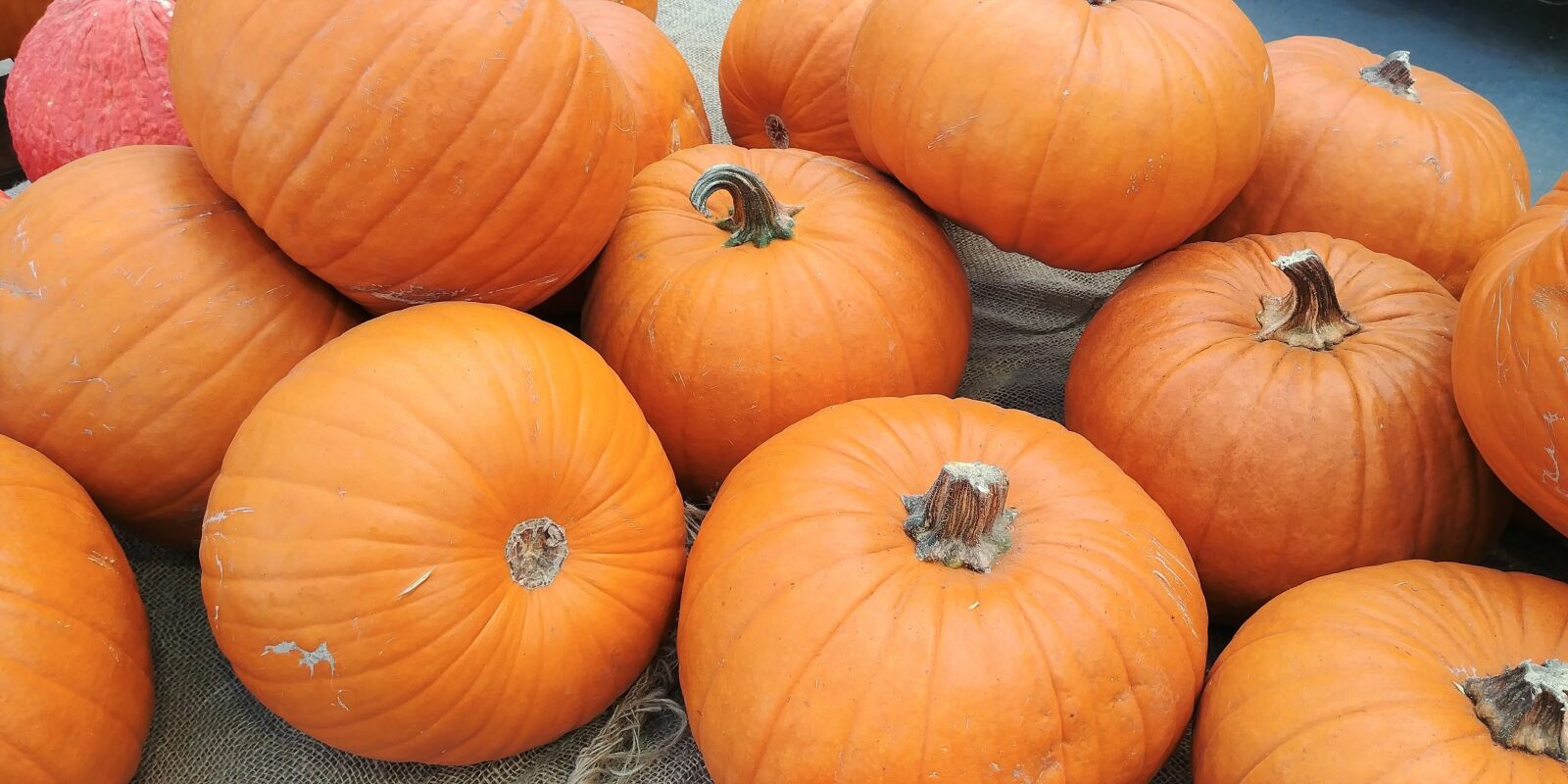 LG G6 sample photo. Pumpkins, autumn, orange photography