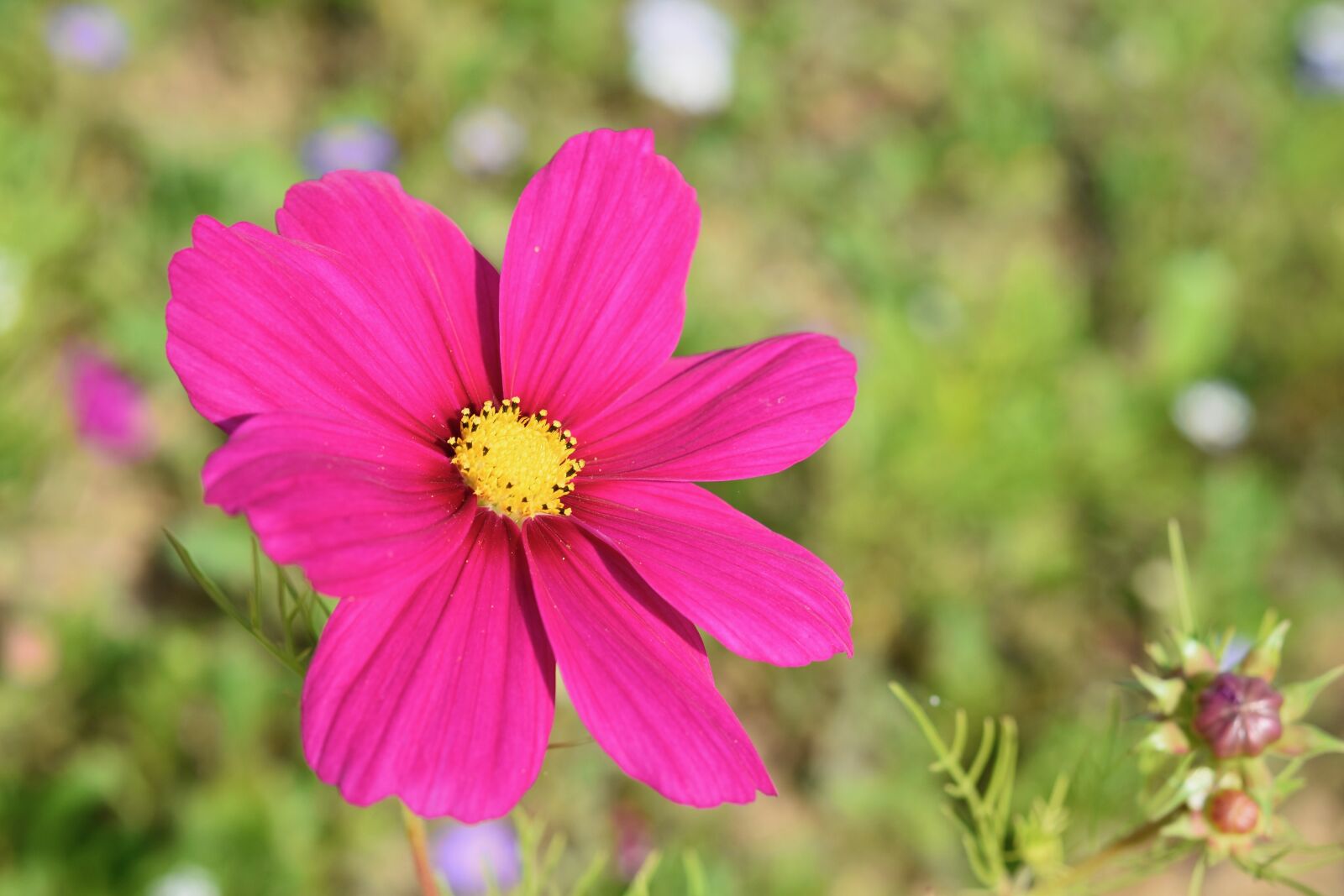 Nikon D5600 sample photo. Flower, flower cosmos, flower photography