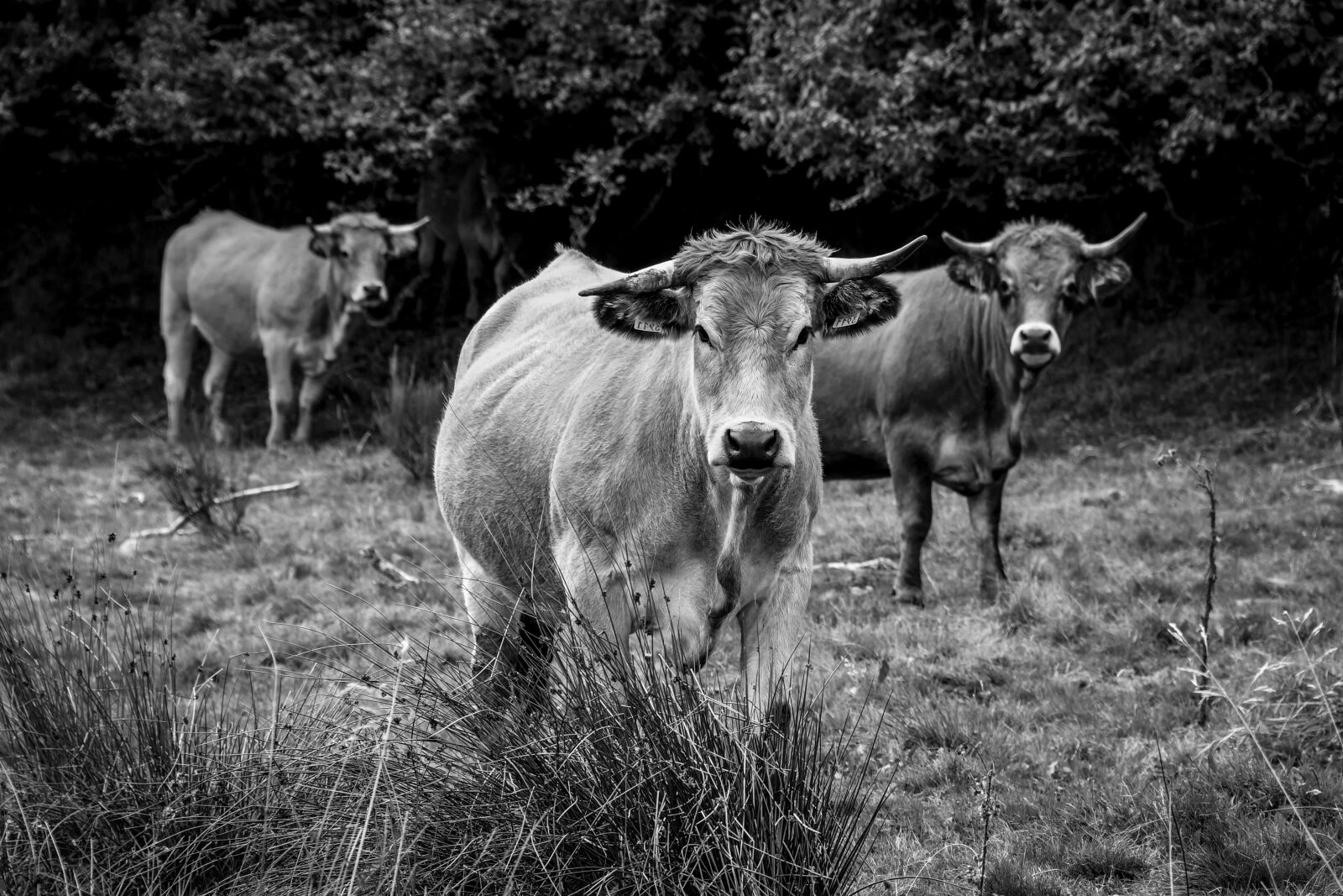 Nikon D500 sample photo. Cow, livestock, tree, grass photography