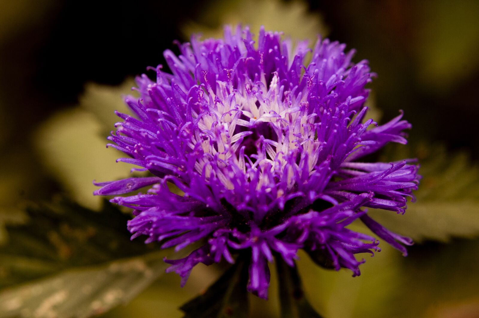 Nikon D40 sample photo. Nature, forest, color photography