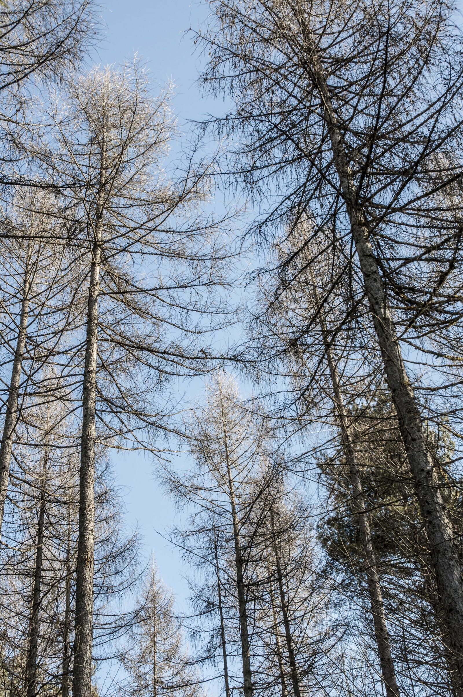 Nikon D90 sample photo. Fir forest, conifer, nature photography
