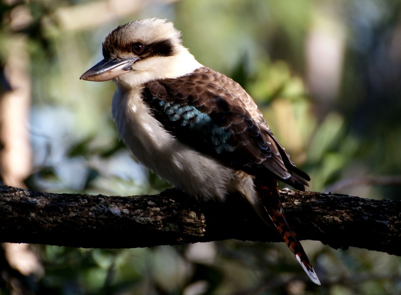 Sony Alpha DSLR-A300 sample photo. Kookaburra, bird, perched photography