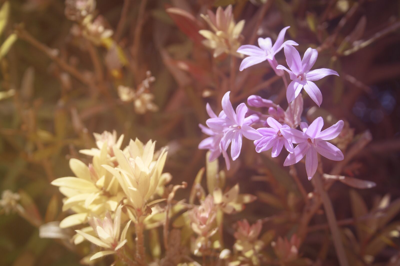 Canon EF-S 18-55mm F3.5-5.6 II sample photo. Flowers, nature, spring photography