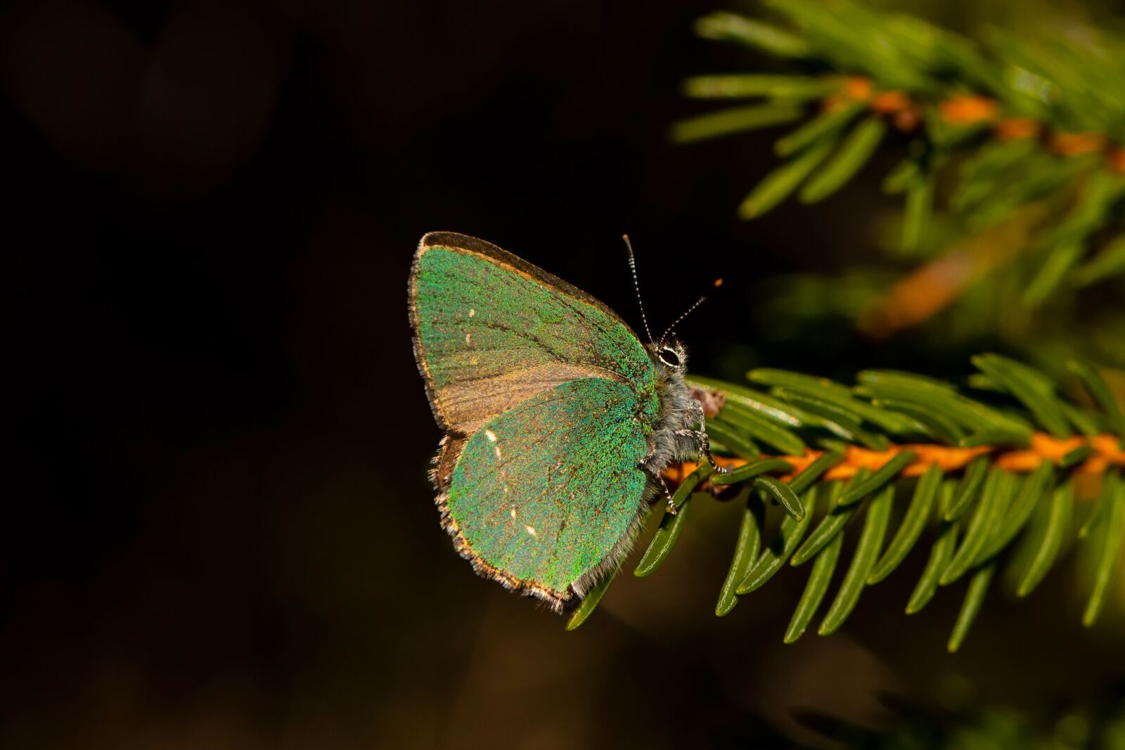 Canon EF 100mm F2.8L Macro IS USM sample photo. Green hairstreak, nature, butterfly photography