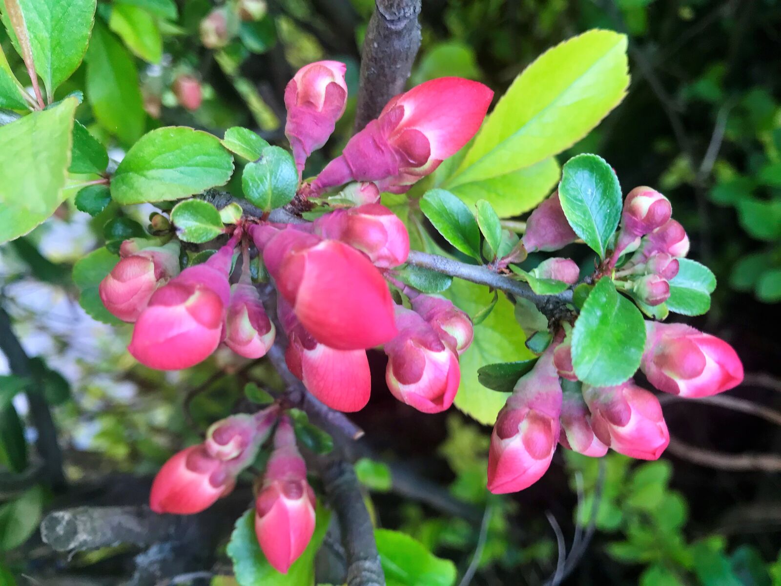 Apple iPhone 7 sample photo. Red buds, bush, spring photography