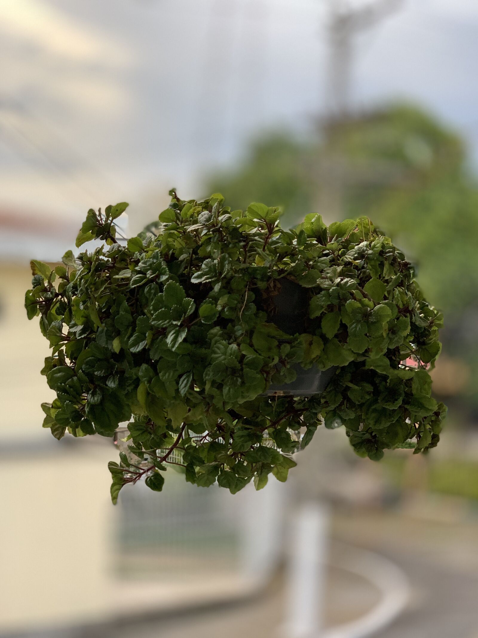 iPhone XS Max back dual camera 6mm f/2.4 sample photo. Plants, vase, plant photography