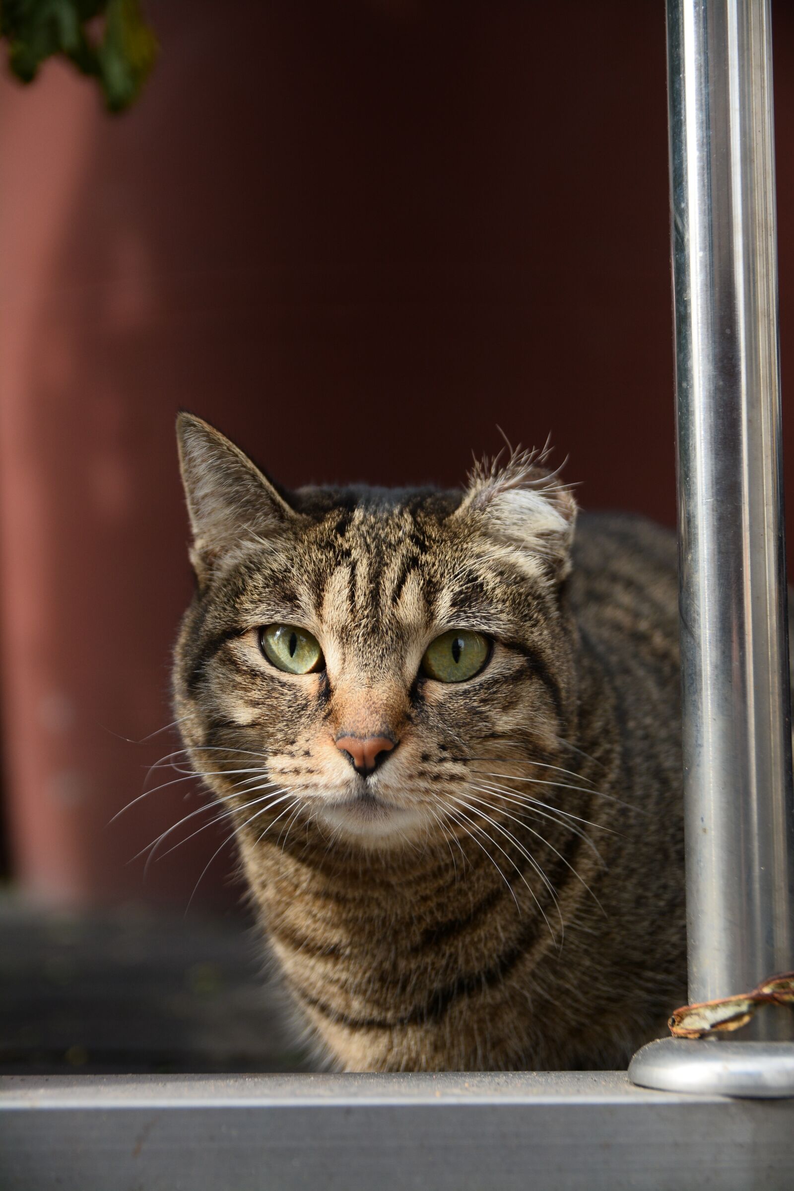 Nikon D7100 sample photo. Street, expression, mammals photography