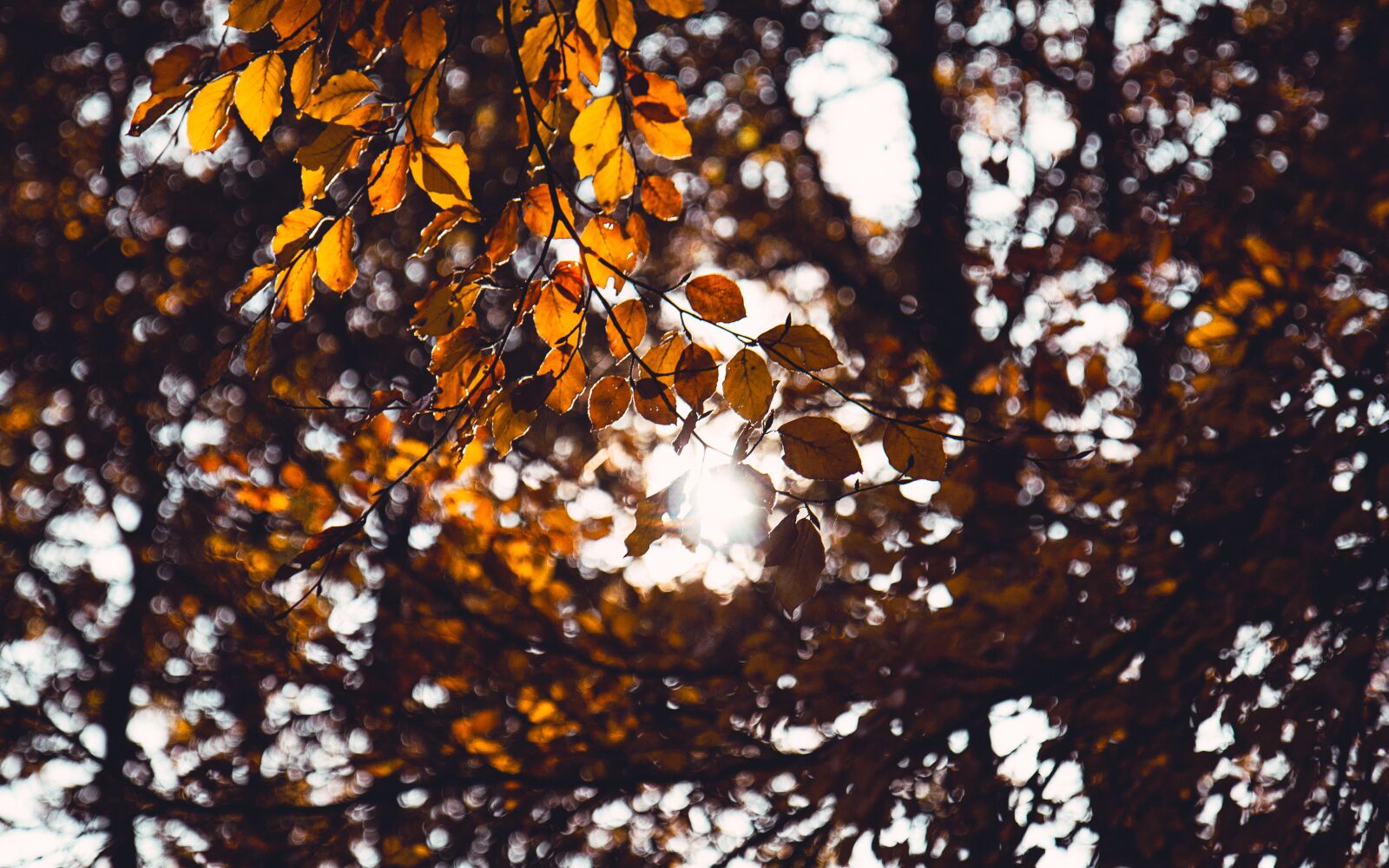 Canon EOS 70D sample photo. Tree, leaves, plants photography