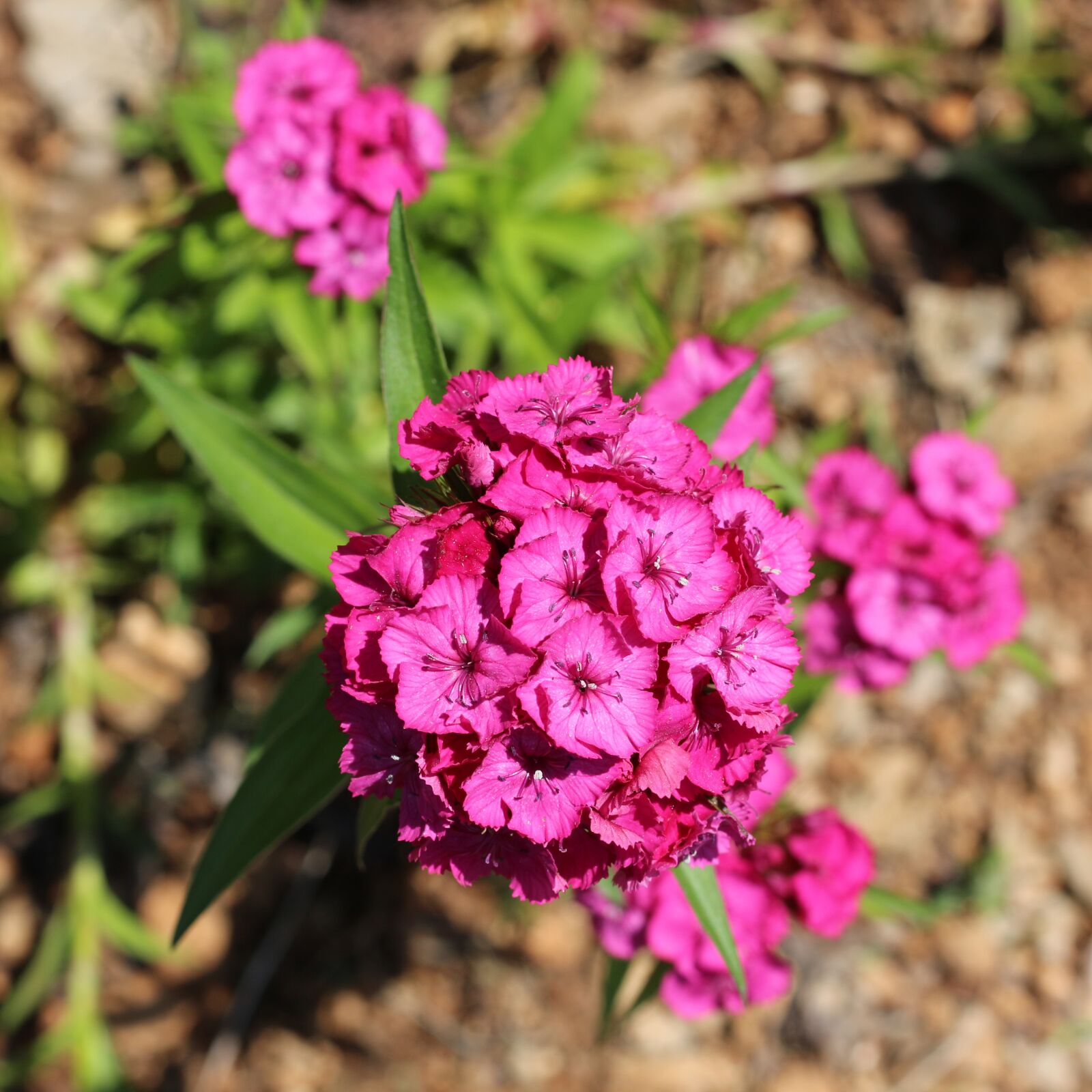 Canon EOS 700D (EOS Rebel T5i / EOS Kiss X7i) sample photo. Turkish carnation, carnations, green photography