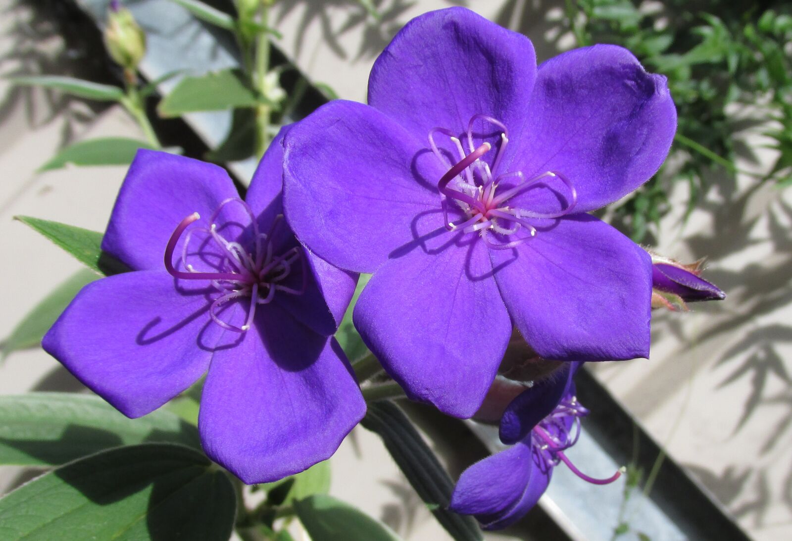 Canon PowerShot SX170 IS sample photo. Flower, purple, tree photography