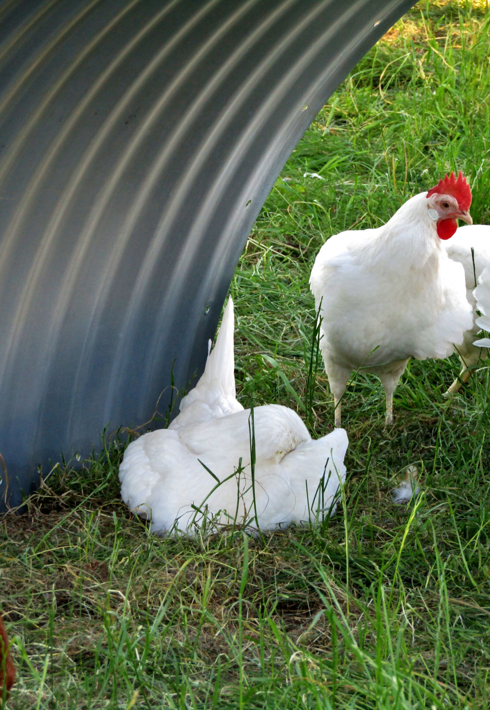 Canon POWERSHOT SX432 IS sample photo. Hen, chicken, rest pause photography