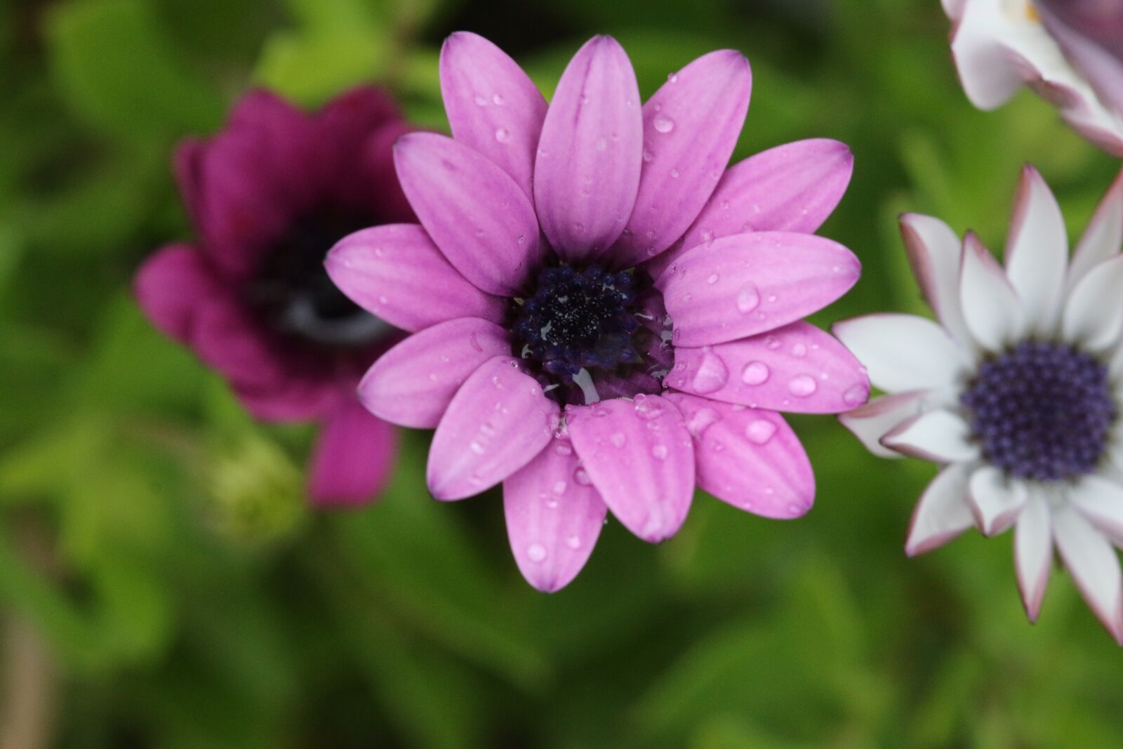 Canon EOS 70D + Canon EF 100mm F2.8 Macro USM sample photo. Pink, purple, flower photography