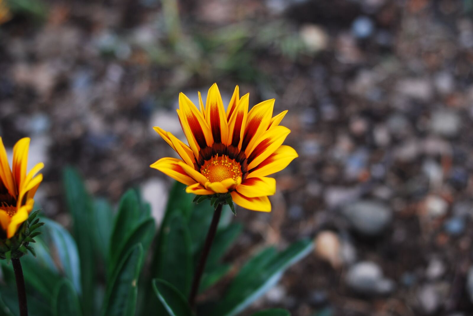 Nikon D60 sample photo. Nature, plant, flower photography
