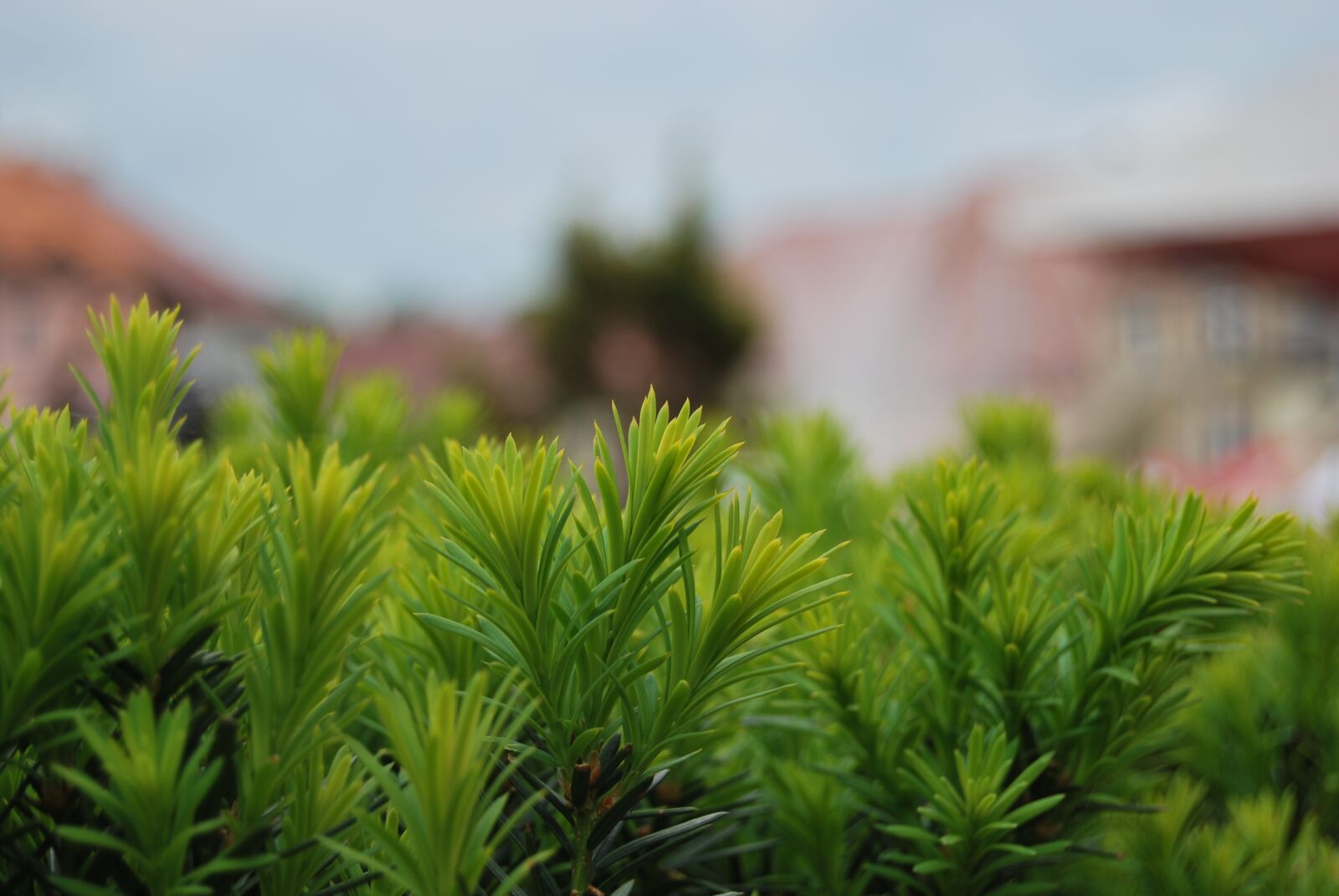 Nikon D60 sample photo. Foliage, green, nature photography
