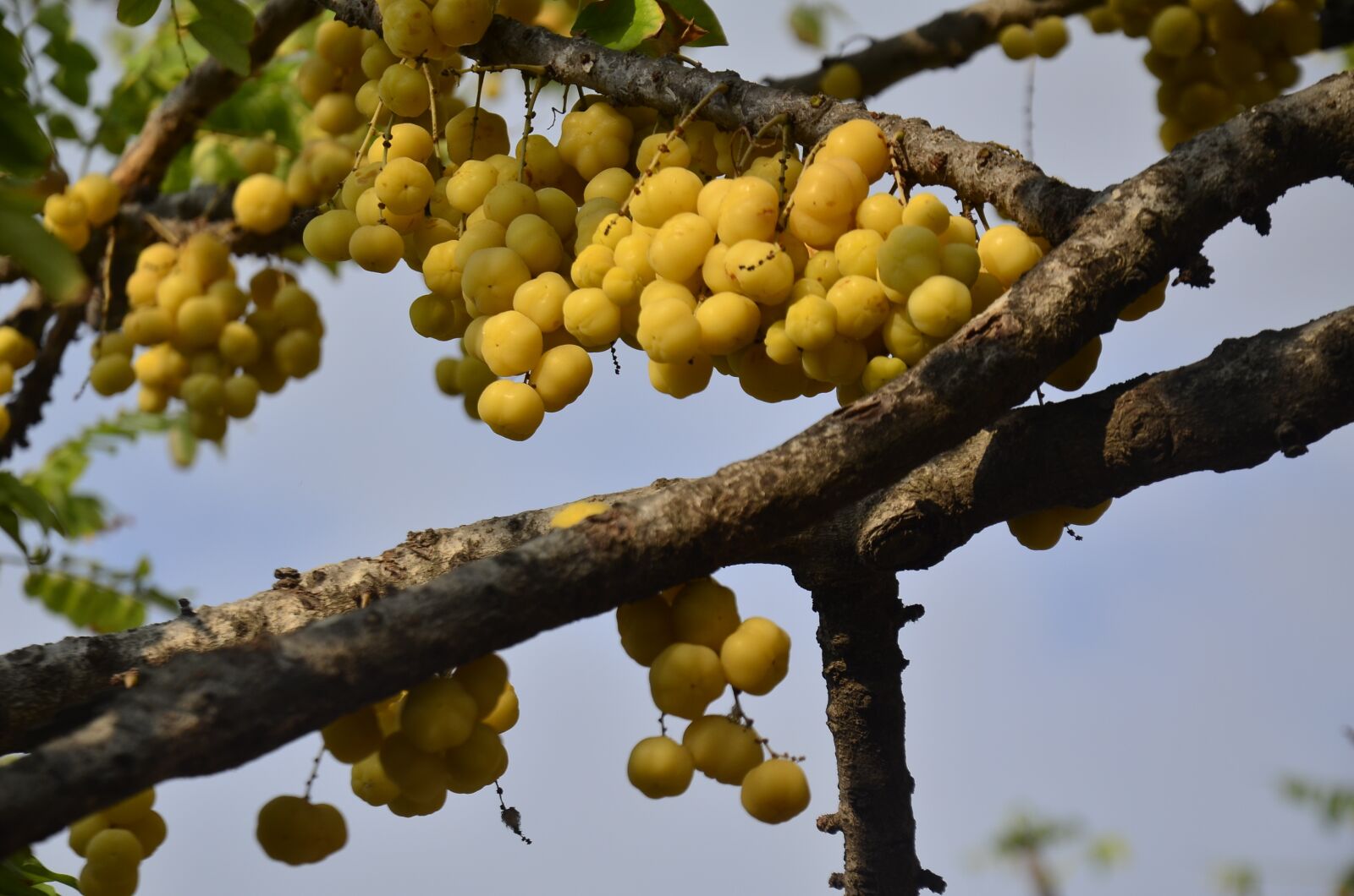 Nikon D5100 sample photo. Fruits, intestinal beam, cherry photography