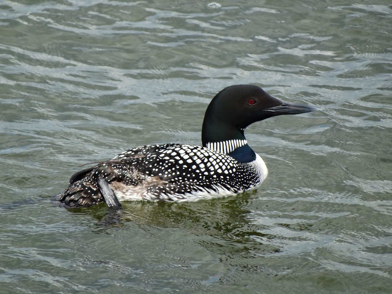 Sony Cyber-shot DSC-HX300 sample photo. Loon, swimming, bird photography