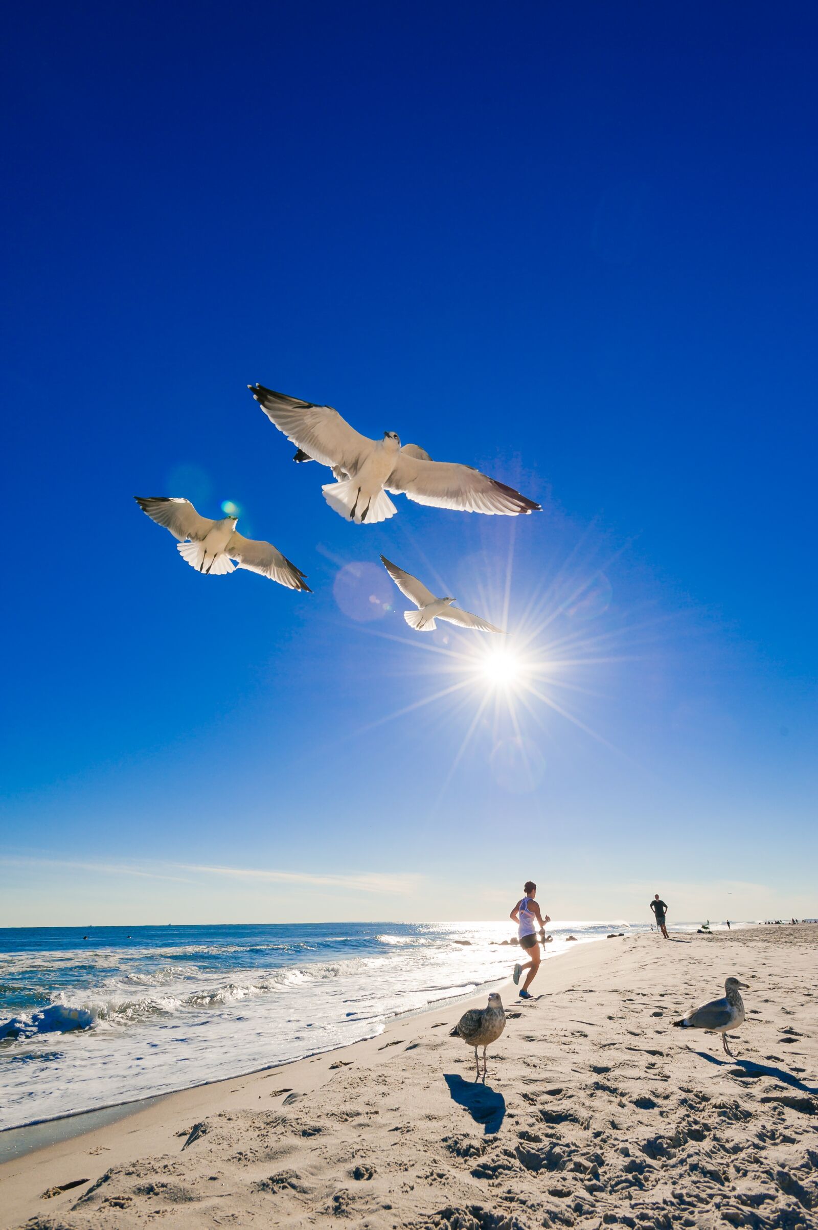 Nikon D700 sample photo. Ocean, beach, seagull photography