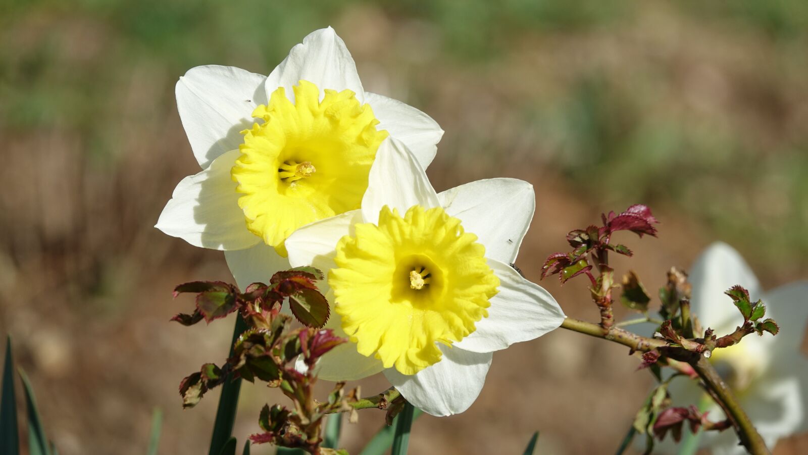 Sony Cyber-shot DSC-RX10 III sample photo. Flower, nature, daffodils photography