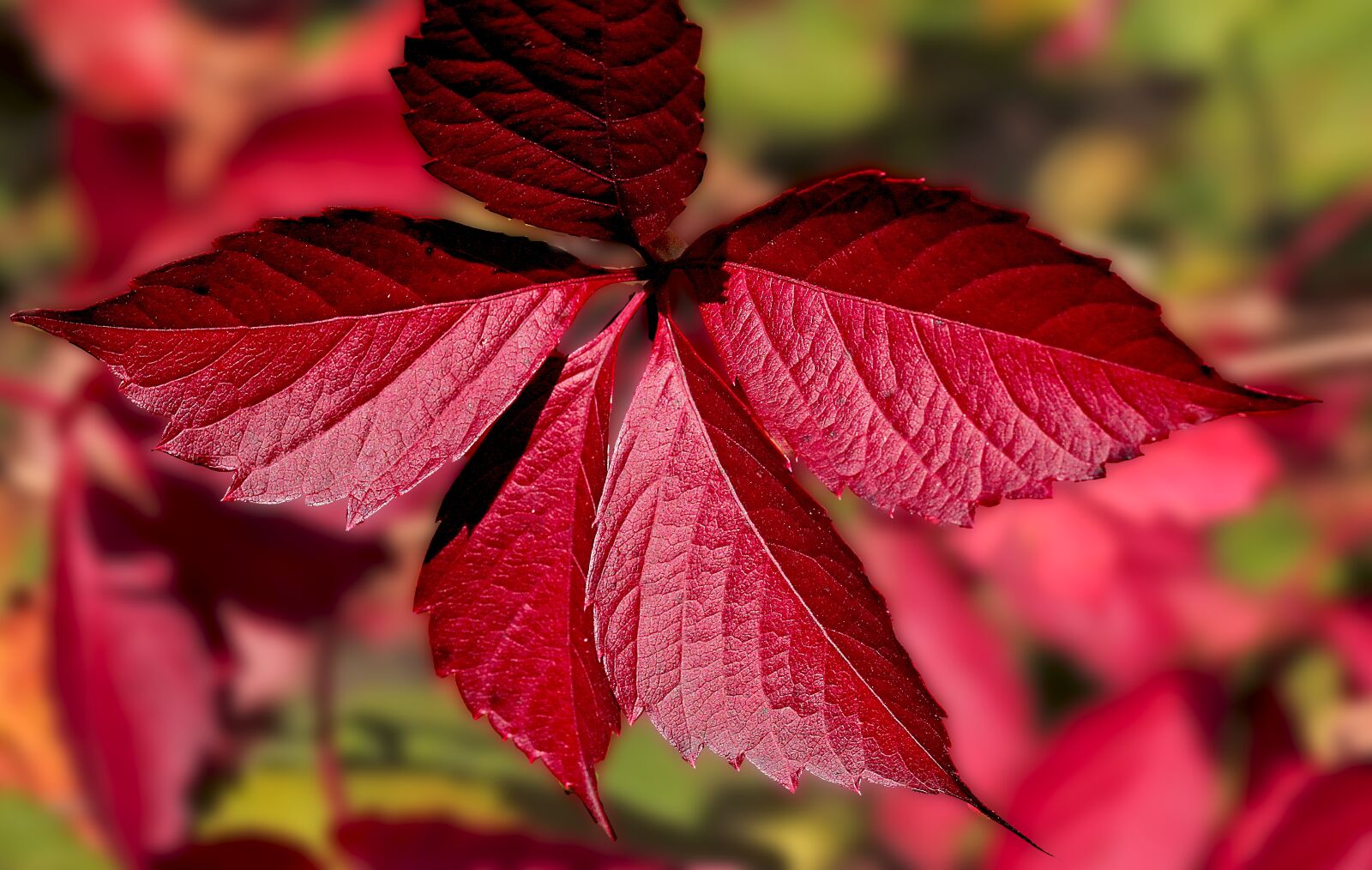 Canon EOS 5D Mark II sample photo. Seasons of the year photography