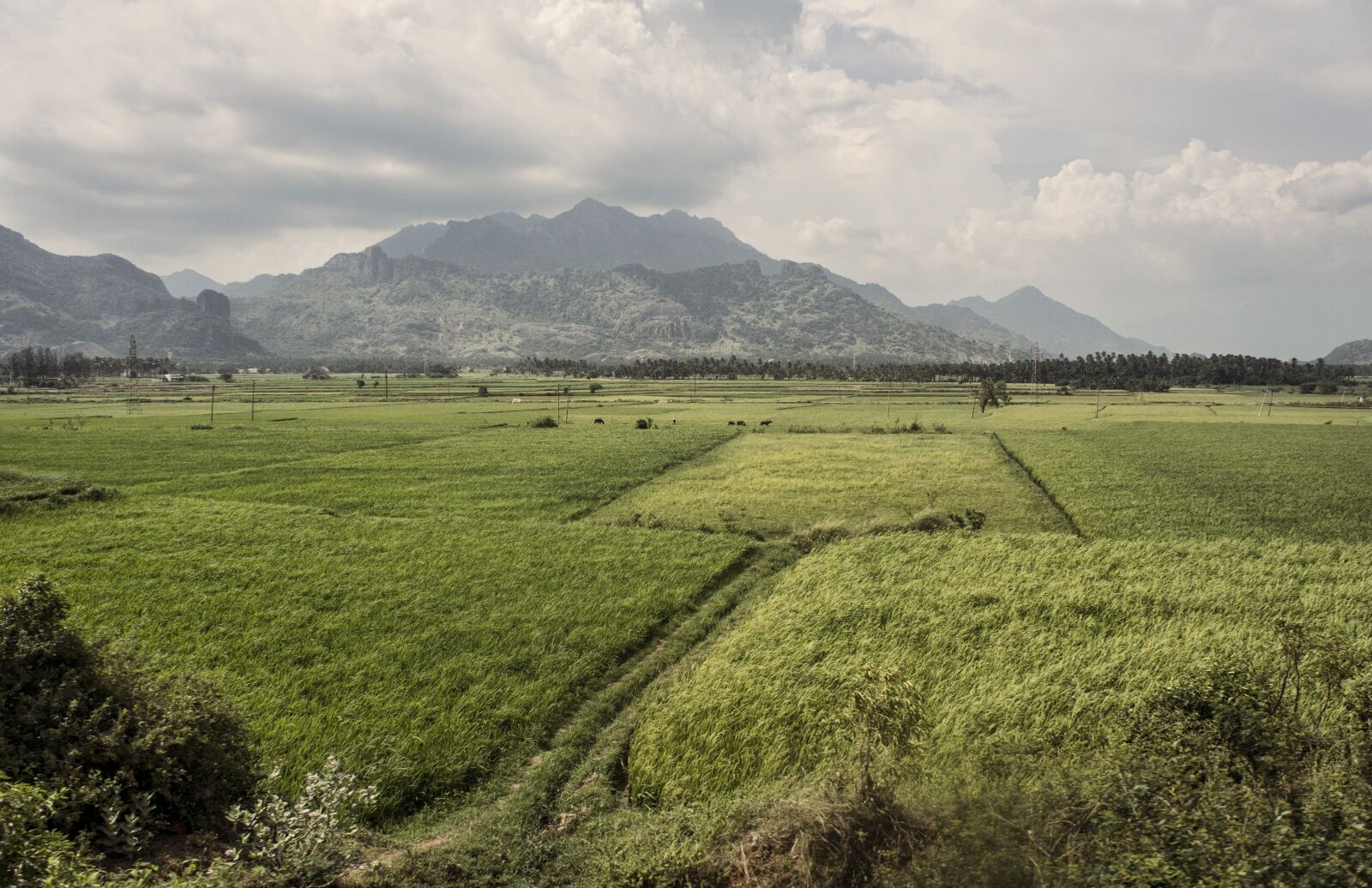 Sony E 18-55mm F3.5-5.6 OSS sample photo. Nagercoil, paddy, field photography