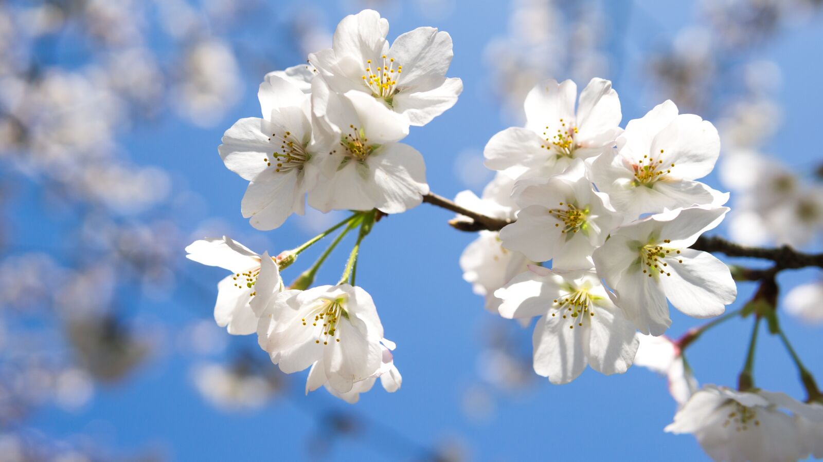 30mm F1.4 DC DN | Contemporary 016 sample photo. Cherry blossom, travel, spring photography