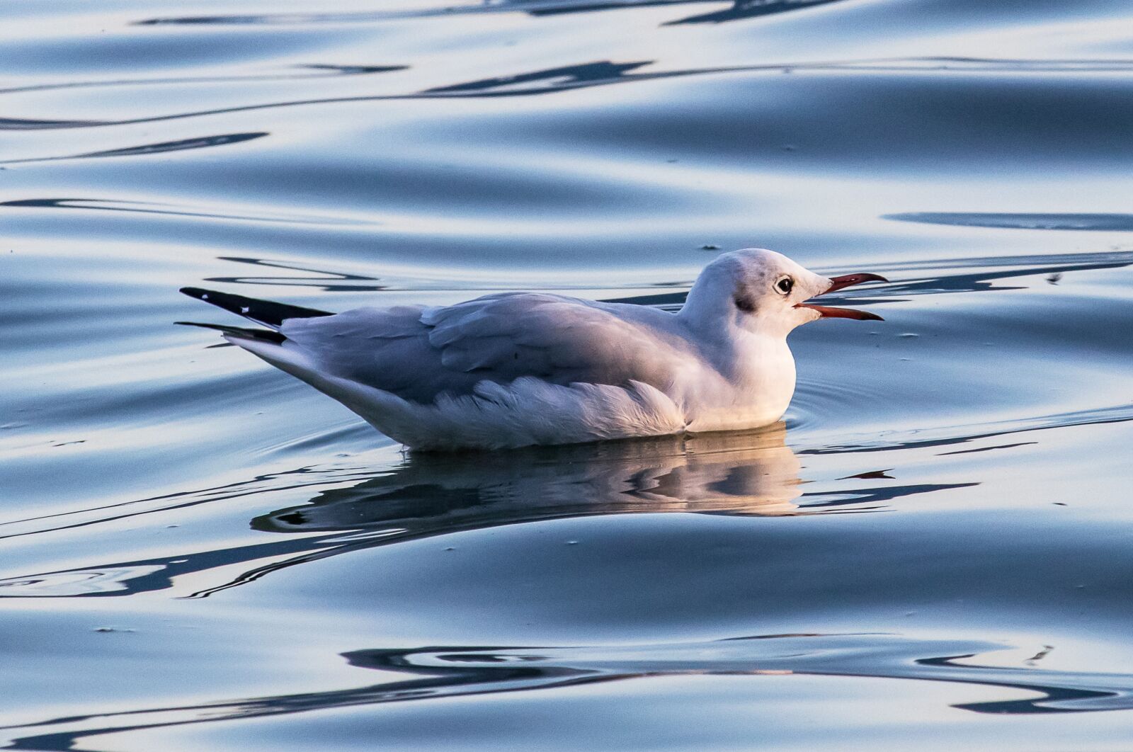 Canon EF-S 55-250mm F4-5.6 IS STM sample photo. Seagull, bird, animal photography