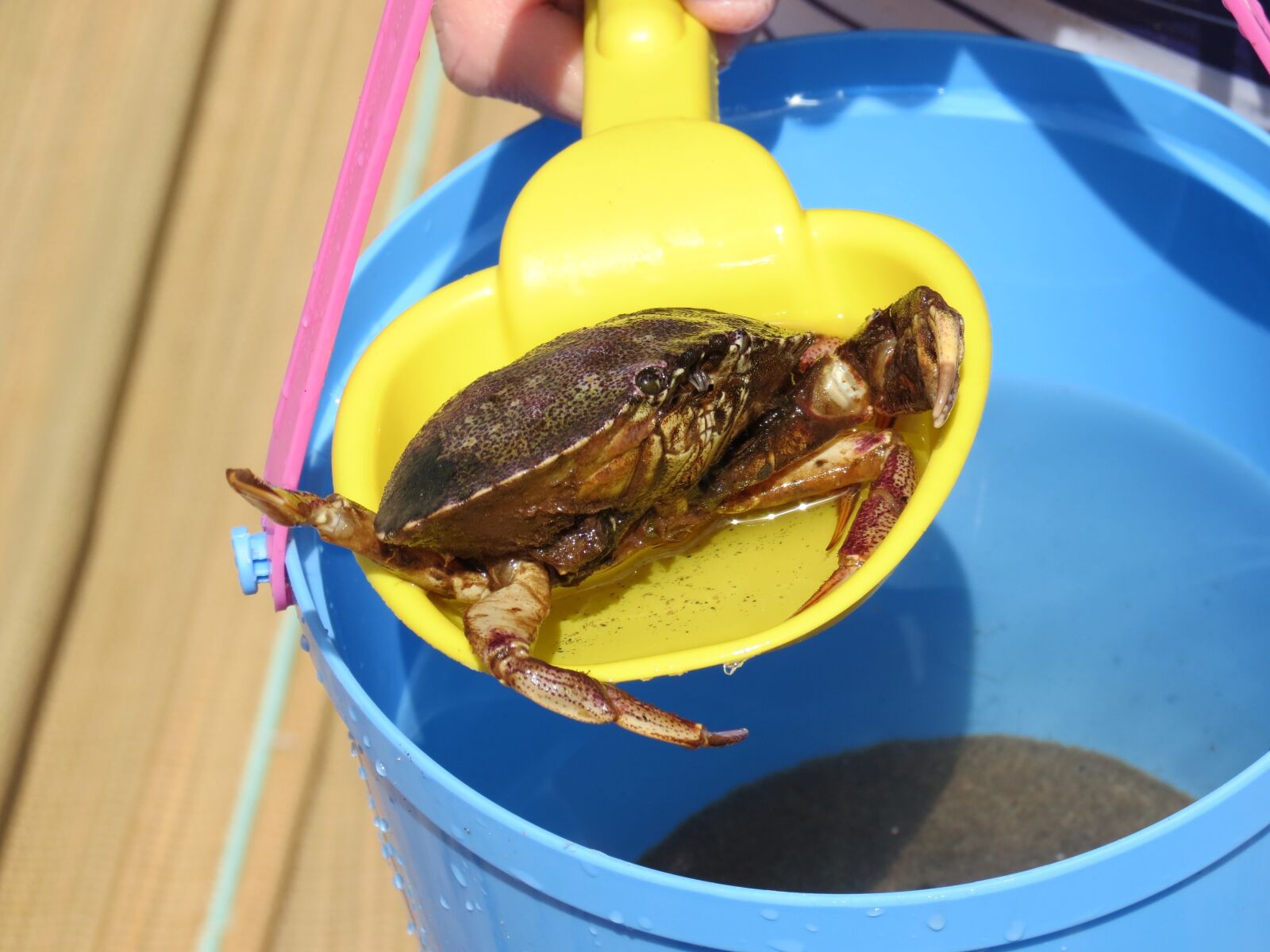 Canon PowerShot SX40 HS sample photo. Crab, holiday, bucket photography