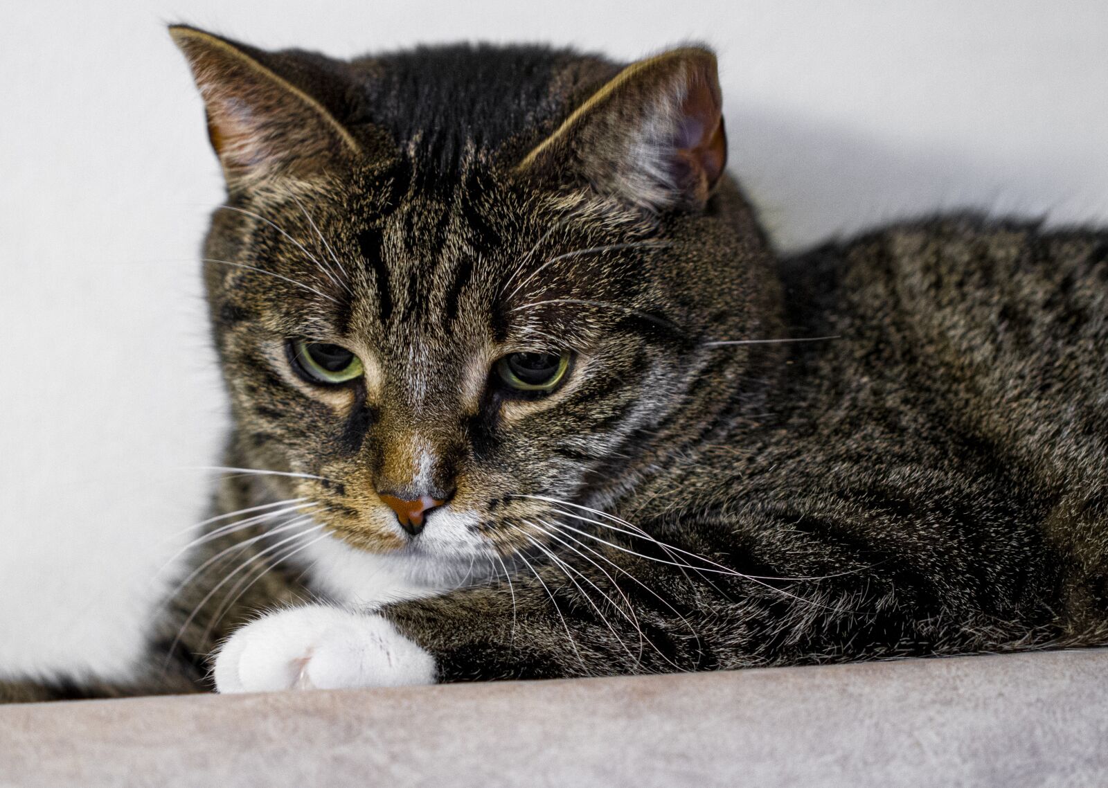 Canon EOS 7D sample photo. Beautiful, cat, kitty photography