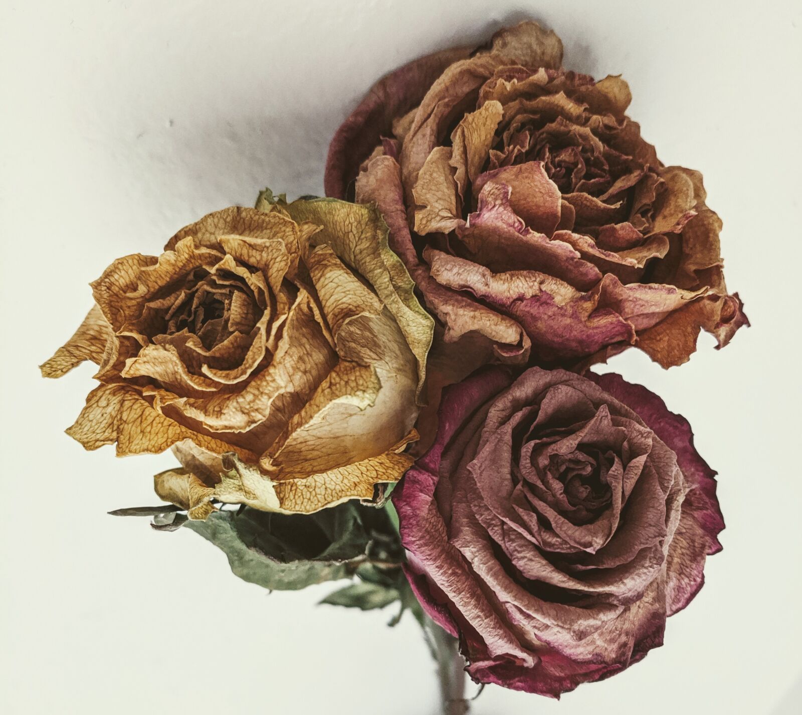 Google Pixel sample photo. Wilted roses, old roses photography