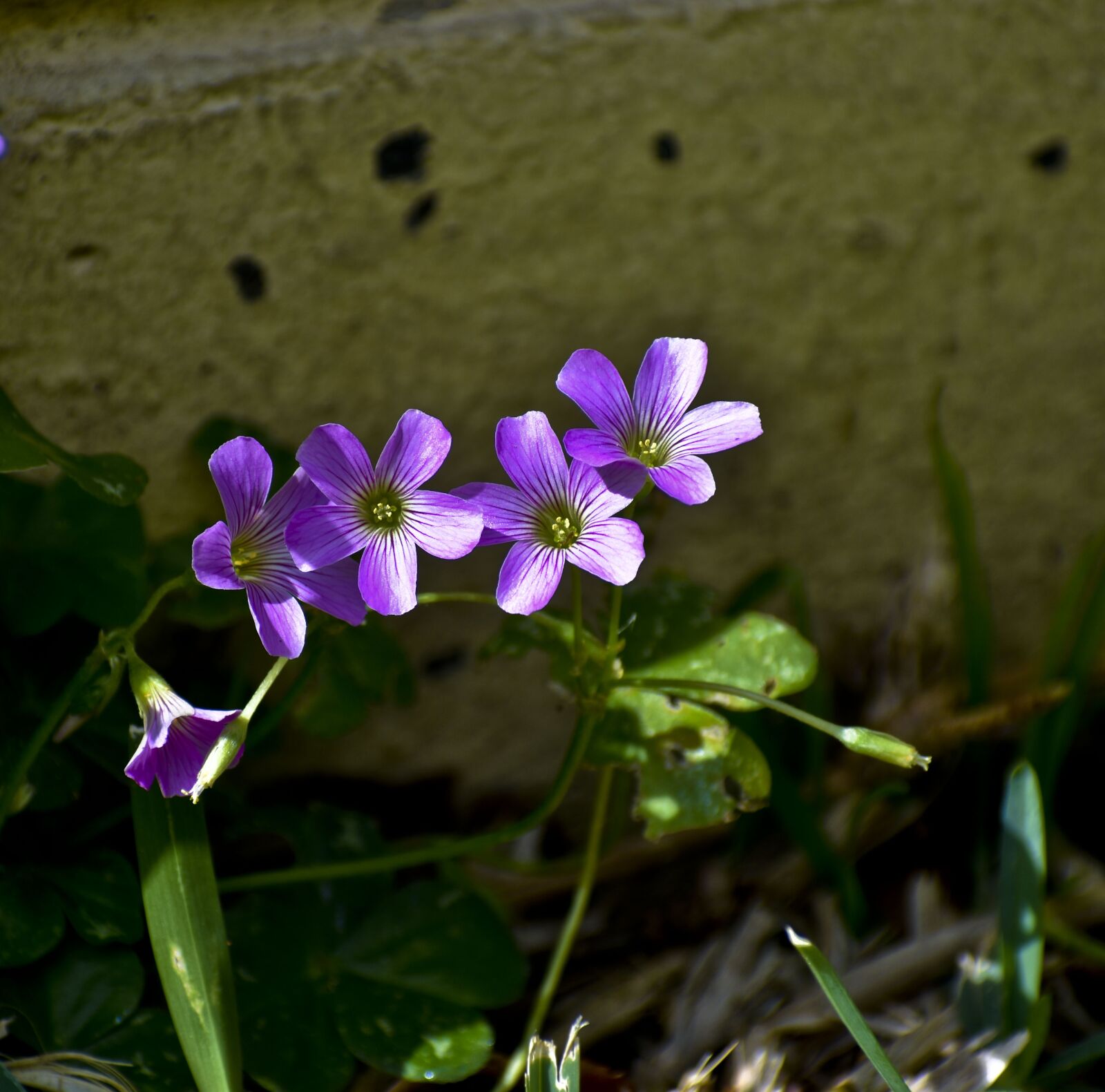 Nikon D3500 sample photo. Flowering plant, foliage, flower photography