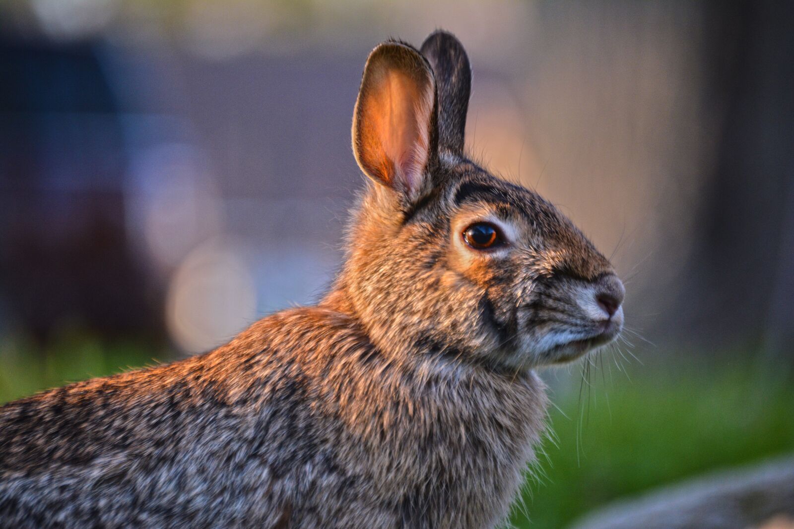 Nikon D5200 sample photo. Wildlife, nature, animal photography