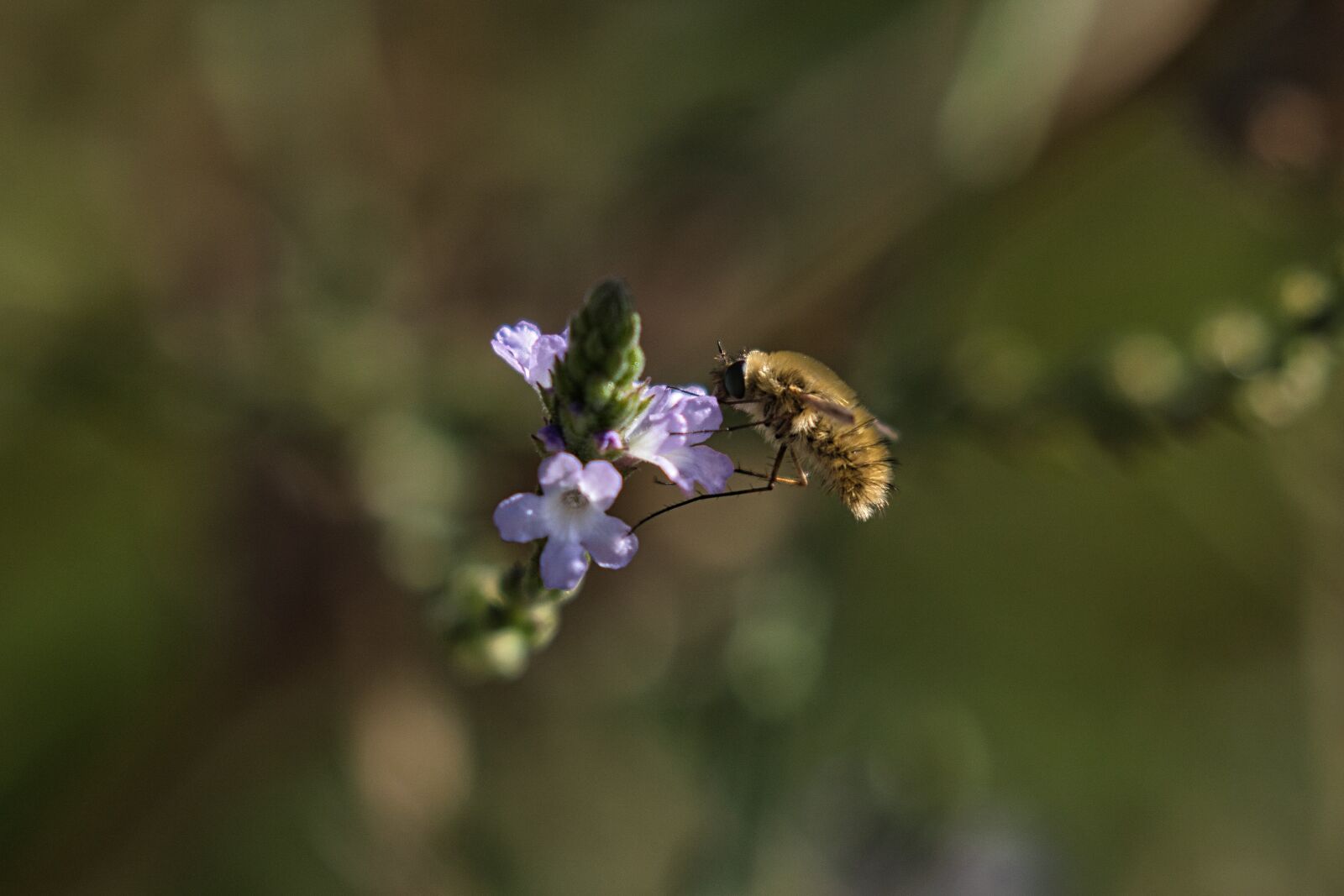 Canon EOS 7D Mark II + Canon EF 100-400mm F4.5-5.6L IS II USM sample photo. Flower, insect, nature photography