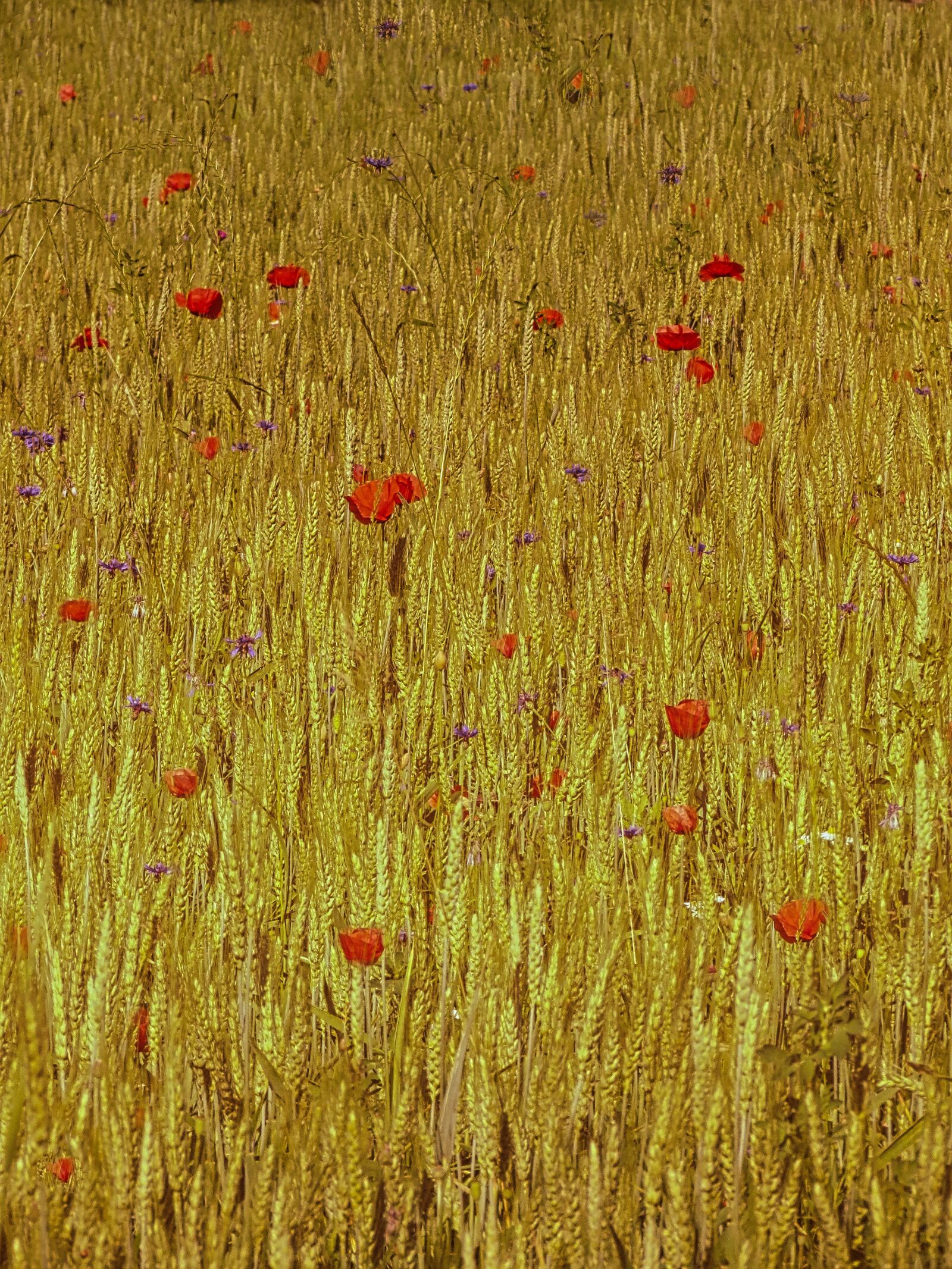 4.3 - 150.5 mm sample photo. Wheat, cereal, summer photography