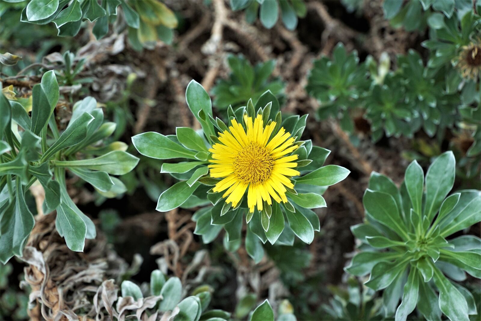 Sony ILCA-77M2 + Sony DT 16-50mm F2.8 SSM sample photo. Plant, nature, flower photography