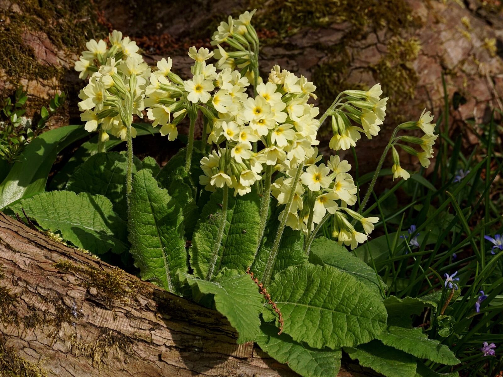 Sony DT 55-300mm F4.5-5.6 SAM sample photo. Cowslip, nature, flower photography