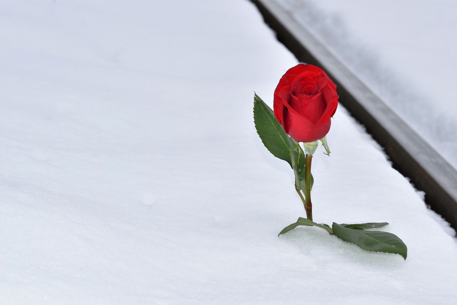 Nikon D5600 sample photo. Red rose in snow photography