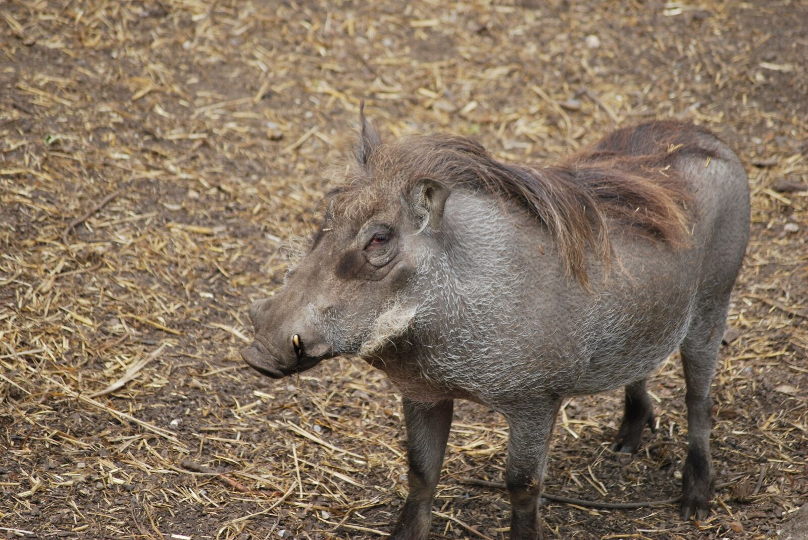 Nikon D60 sample photo. Wild-boar, boar, mammal photography