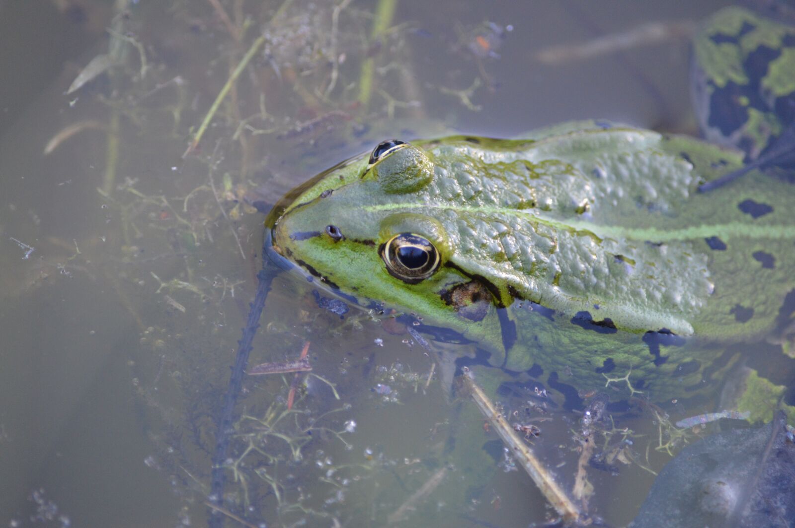 Nikon D3200 sample photo. Frog, water, swim photography