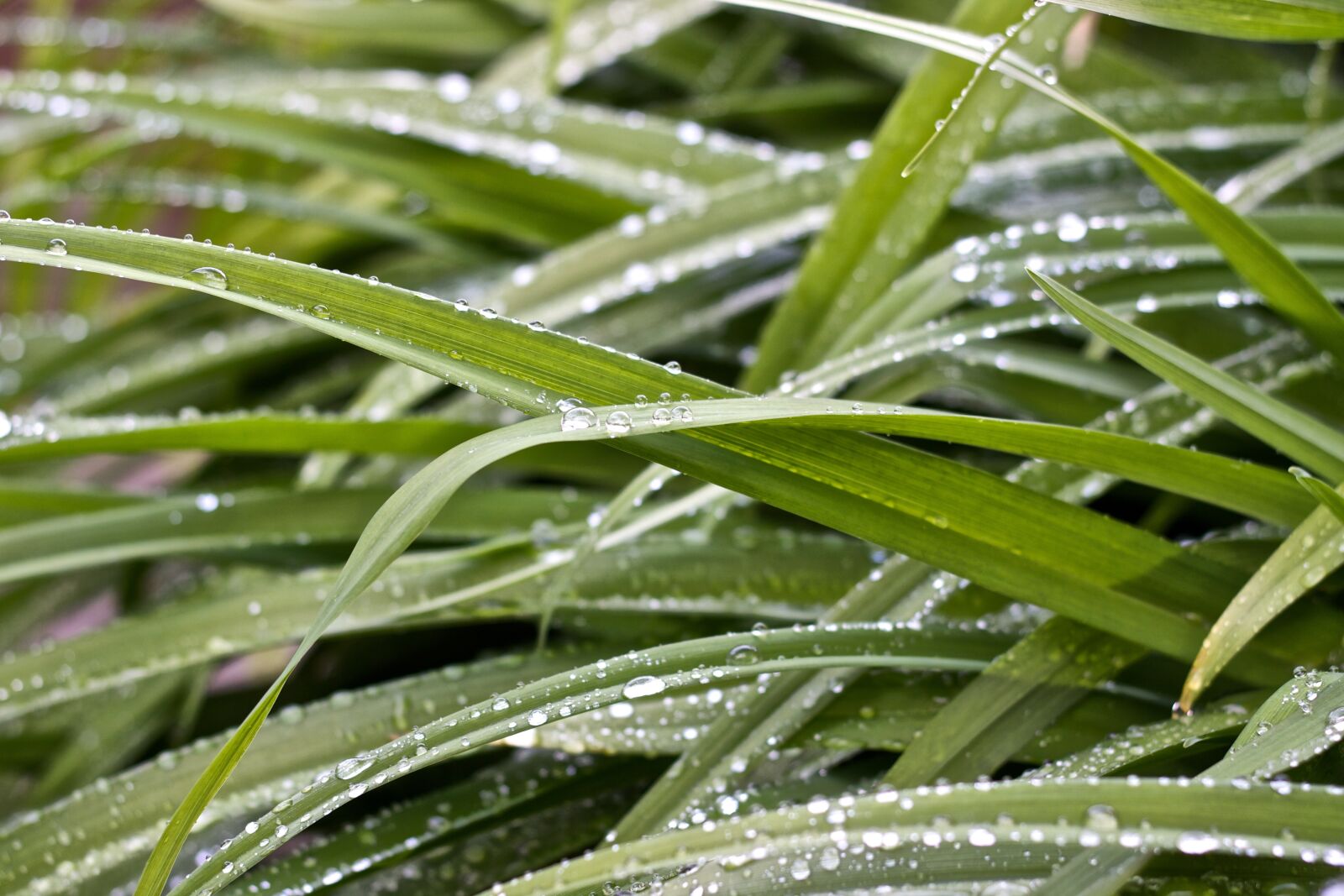 Canon EOS 50D sample photo. Leaf, plant, natural photography